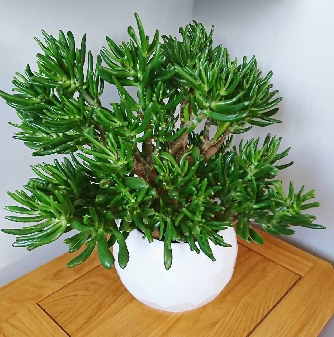 . Cây cảnh: "Hút tiền": Cây sen đá ống điếu (tên tiếng Anh là Hobbit Jade) là cây cảnh trong họ mọng nước Crassulaceae, là chị em với ngọc ngân hay cành vàng lá ngọc.