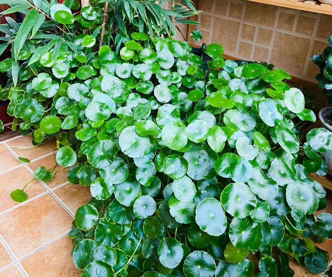Hình dáng lá giống như đồng xu cổ là nguyên nhân khiến cây cảnh này có tên gọi rất "tài lộc": cỏ đồng tiền.