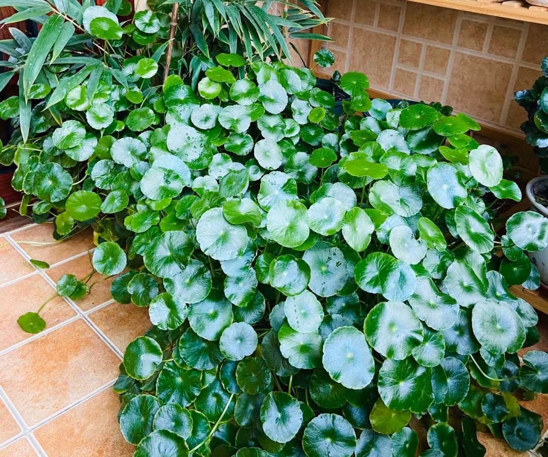  Hình dáng lá giống như đồng xu cổ là nguyên nhân khiến cây cảnh này có tên gọi rất "tài lộc": cỏ đồng tiền.