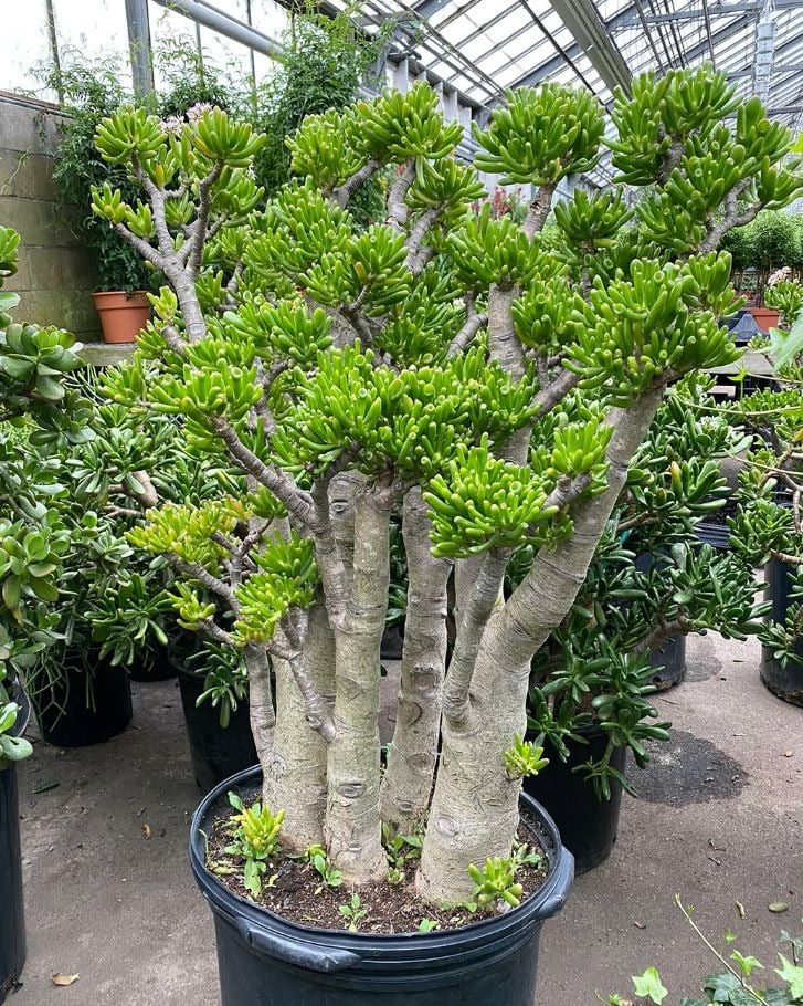 Lá của cây cảnh này có hình dạng giống như một cái ống, trông rất độc đáo và hấp dẫn. Màu sắc sẽ thay đổi theo cường độ ánh sáng.