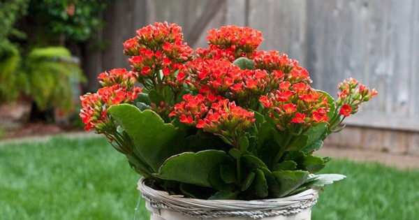 Tuy về ngoài nhỏ nhắn nhưng cây cảnh sống đời mang một sức mạnh bền bỉ đúng như tên gọi. Đặc biệt, khi lá sống đời rụng xuống đất thì nó sẽ mọc rễ và trở thành một cây con. Điều nay minh chứng cho sự trường thọ, vĩnh hằng theo thời gian.