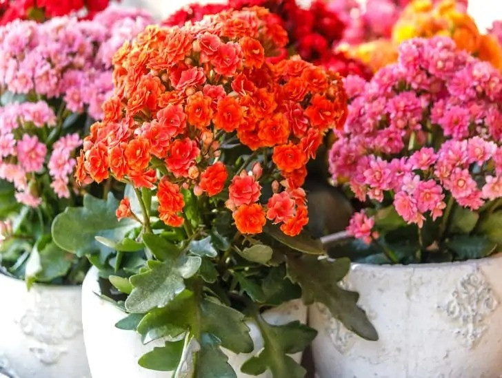 Cây cảnh này rất dễ trồng. Nếu bạn đặt cây ở nơi có nhiều nắng, cây sẽ nở hoa liên tục trong hơn nửa năm. Có rất nhiều giống hoa và nhiều lựa chọn, vì vậy ngay cả những người mới bắt đầu chưa biết cách trồng hoa cũng có thể dễ dàng thành thạo.