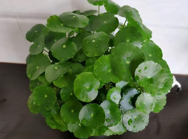 Nó phát triển rất nhanh và dễ dàng lấp đầy chậu cây. Mỗi cây cỏ đồng tiền nhỏ như một chú yêu tinh nhỏ, mang đến ánh sáng hy vọng cho gia đình, đồng thời mang lại may mắn và tài lộc.
