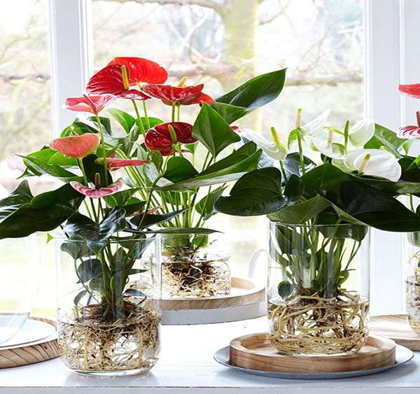 Nếu đặt ở phòng làm việc ở cơ quan giúp chủ nhân thăng tiến, còn đặt ở cửa hàng sẽ giúp việc kinh doanh thuận lợi hơn.