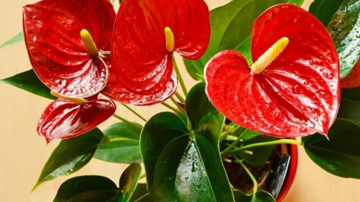 Nhiều người muốn vẽ một bức tranh đẹp hoặc điềm lành cũng sẽ chọn hoa hồng môn. Không chỉ vậy, cây cảnh hồng môn còn có tác dụng thanh lọc không khí rất tốt, hút được khói bụi vào những chất độc bay hơi trong không khí như benzen, xylen...