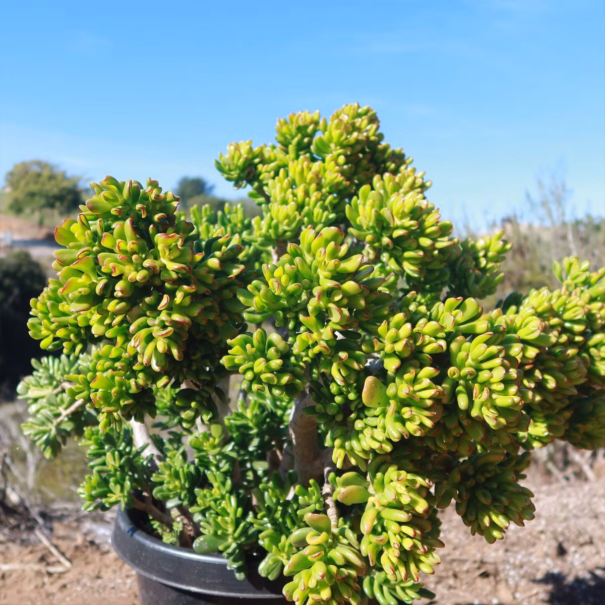 Các cành cây cũng sẽ trở nên thẳng đứng, khỏe mạnh và mạnh mẽ, dần dần chuyển thành các gốc cây già có hình dáng đẹp hơn và giá trị cao hơn. Cây cảnh này còn có tên gọi dân dã là "cây hút tiền" bởi những chiếc lá giống như ống hút nho nhỏ. 