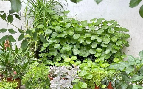Cây cảnh này cũng là điềm lành, vì lá tròn tượng trưng cho “phú quý nở hoa”, luôn xanh tốt, mơn mởn tượng trung cho sự sính sôi, nảy nở, tài lộc thăng hoa.