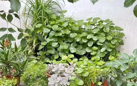 Cây cảnh này cũng là điềm lành, vì lá tròn tượng trưng cho “phú quý nở hoa”, luôn xanh tốt, mơn mởn tượng trung cho sự sính sôi, nảy nở, tài lộc thăng hoa.