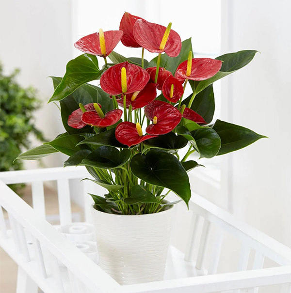 Sự hiện diện của cây cảnh này cũng có thể tăng cường bầu không khí lễ hội của căn phòng và trông rất hấp dẫn, đặc biệt là trong những ngày lễ quan trọng như Tết Nguyên đán, khai trương công ty, tân gia, v.v.