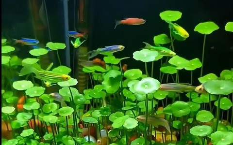 Cỏ đồng tiền mang ý nghĩa vô cùng rõ ràng về phú quý, thịnh vượng, hút may mắn, tài lộc cho gia chủ. Có thể nói, đây là cây cảnh có ý nghĩa phong thủy được nhiều người ưa thích.