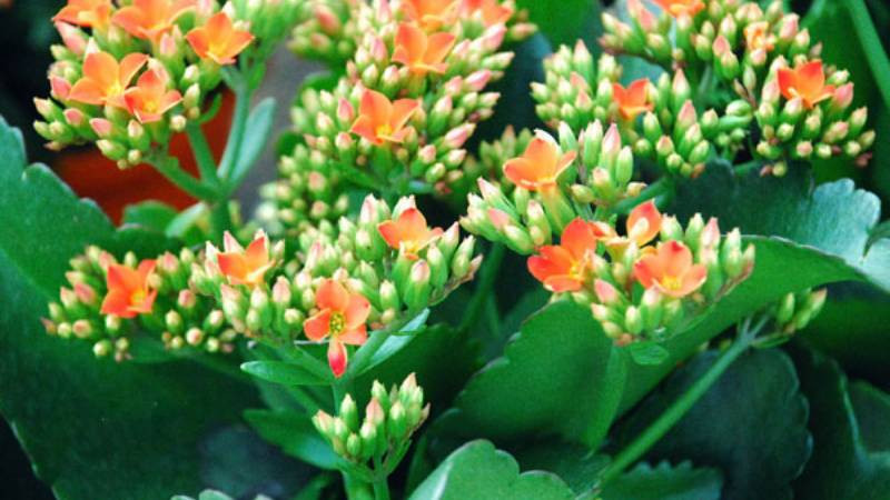 Vậy cho nên, ngày Tết gia đình thường đặt cây sống đời như lời cầu mong cho gia đình sức khỏe và hạnh phúc. Bên cạnh đó là ý nghĩa cho sự sinh sôi nảy nở, tinh thần đoàn kết của các thành viên.