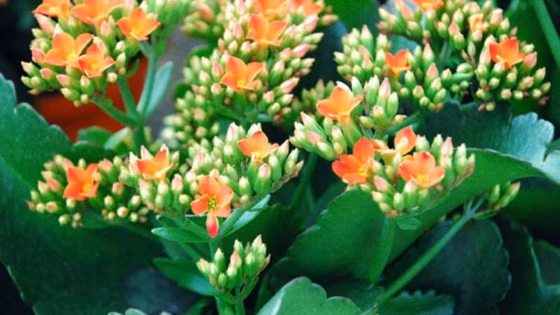  Vậy cho nên, ngày Tết gia đình thường đặt cây sống đời như lời cầu mong cho gia đình sức khỏe và hạnh phúc. Bên cạnh đó là ý nghĩa cho sự sinh sôi nảy nở, tinh thần đoàn kết của các thành viên.