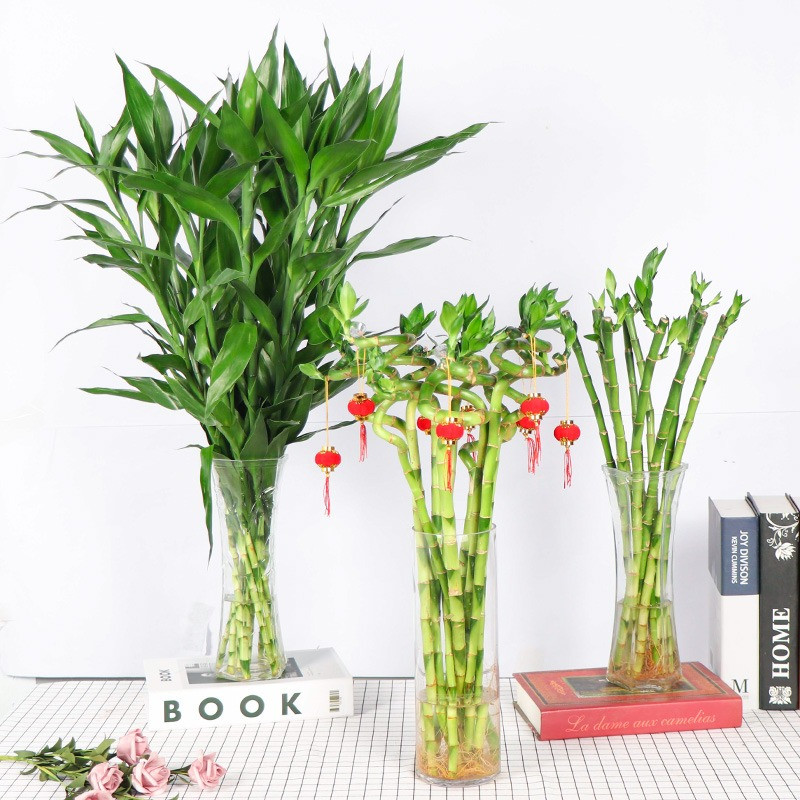 Cây cảnh trông tươi đẹp và xanh mát vô cùng. Cho dù đó là mặt bàn hay bệ cửa sổ, bạn đều có thể dùng để trang trí, vừa tươi mới, vừa đẹp mắt và mang lại may mắn.