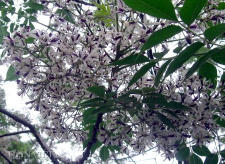 Cây cảnh này cũng được cho rằng có thể xua đuổi tà ma và bảo vệ ngôi nhà khỏi những điều xui xẻo. Màu hoa oải hương của hoa xoan từ xa xưa đã được coi là "màu của sự may mắn", có nghĩa là "Tứ khí Đông lai"- nghĩa là "sắc tím từ phương Đông đến".