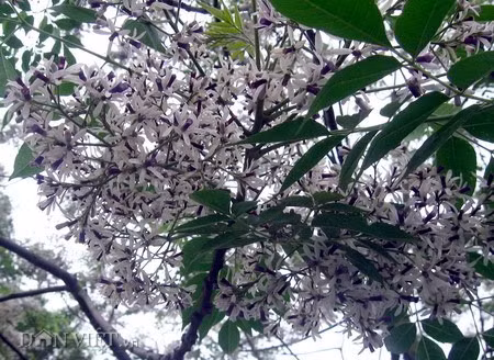 Cây cảnh này cũng được cho rằng có thể xua đuổi tà ma và bảo vệ ngôi nhà khỏi những điều xui xẻo. Màu hoa oải hương của hoa xoan từ xa xưa đã được coi là "màu của sự may mắn", có nghĩa là "Tứ khí Đông lai"- nghĩa là "sắc tím từ phương Đông đến". 