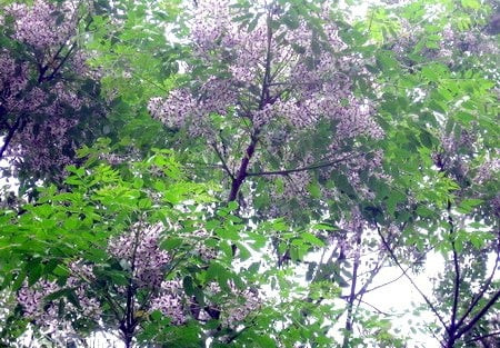 Đây là loại khí tốt lành, mang lại bình an và may mắn, là điềm báo may mắn sắp đến, có thể giúp đời bạn thuận buồm xuôi gió. Gỗ xoan cũng được sử dụng phổ biến trong đời sống hàng ngày của người dân.