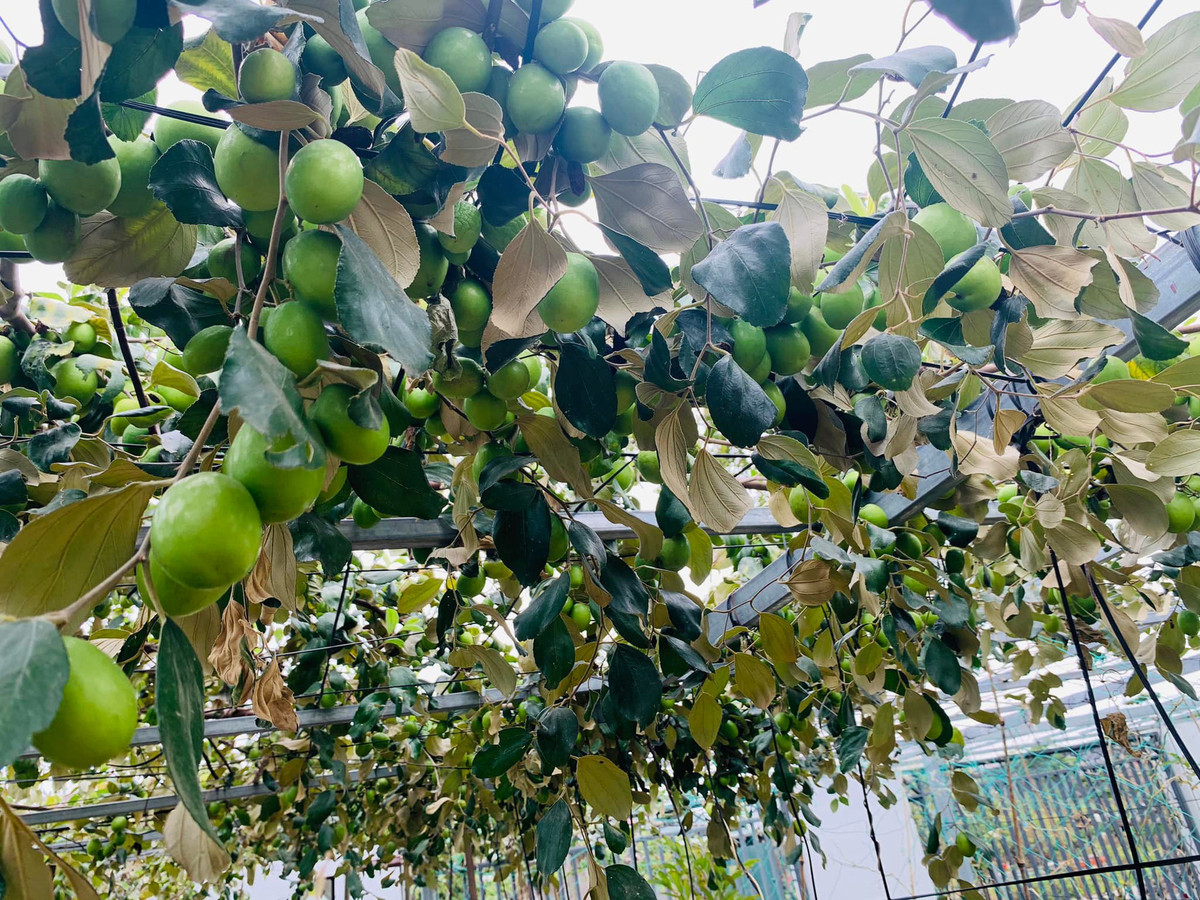 Cây táo tàu không kén chọn môi trường và có thể trồng ở vùng có khí hậu nóng và lạnh. Chỉ cần trồng ở nơi có nhiều nắng và hướng về phía mặt trời, cây táo tàu sẽ phát triển tươi tốt và cho ra những quả táo tàu lớn, đỏ ngọt.