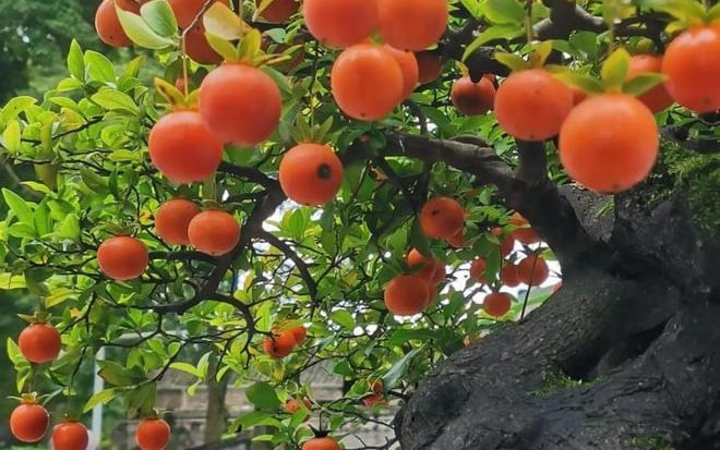 Mỗi mùa đông, hãy chôn một ít phân gia cầm bên cạnh rễ cây hồng. Cây sẽ phát triển tươi tốt vào mùa xuân năm sau và cho ra những quả hồng lớn. Nếu bạn có sân, đừng bỏ lỡ những cây cảnh này nhé!