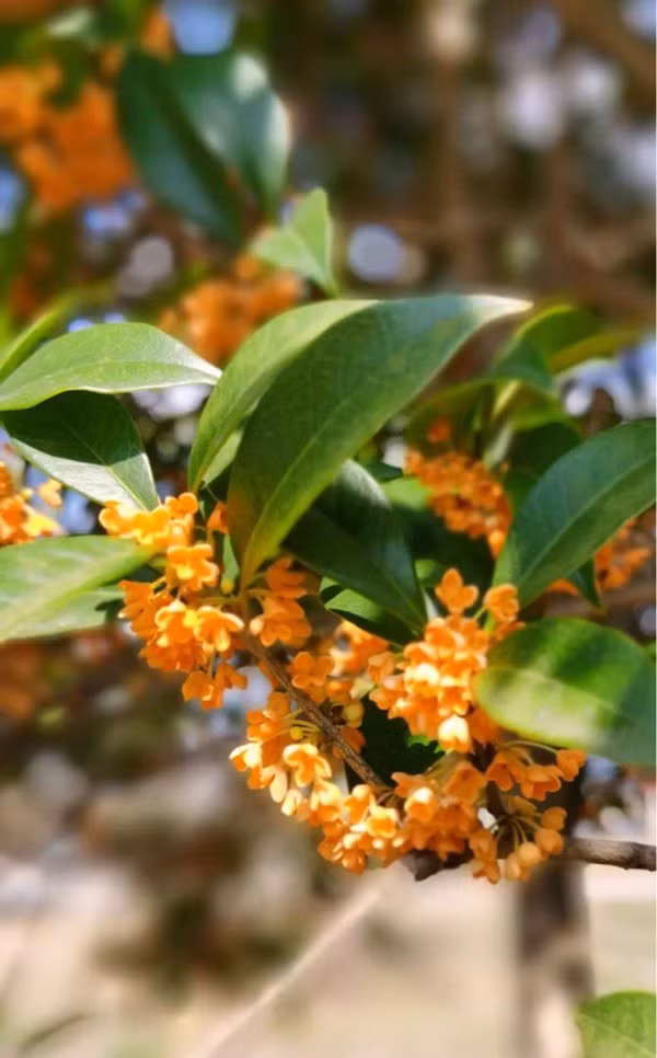  Mộc hương là cây cảnh biểu tượng của sự may mắn và thịnh vượng. Tên của chúng theo tiếng Hán Việt đồng âm với từ "giàu có" và từ "quý nhân", do đó càng có nhiều người thích trồng hoa quế ở nhà hoặc trước cửa nhà.