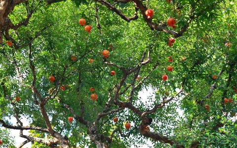 Và khi chín những quả hồng trông giống như những chiếc đèn lồng nhỏ màu đỏ, làm tăng thêm không khí lễ hội cho gia đình. Ngoài ra, quả hồng màu cam đỏ còn mang ý nghĩa cao đẹp là "mọi sự bình an, cát tường", mang may mắn vào nhà.