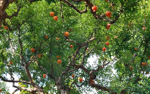  Và khi chín những quả hồng trông giống như những chiếc đèn lồng nhỏ màu đỏ, làm tăng thêm không khí lễ hội cho gia đình. Ngoài ra, quả hồng màu cam đỏ còn mang ý nghĩa cao đẹp là "mọi sự bình an, cát tường", mang may mắn vào nhà. 