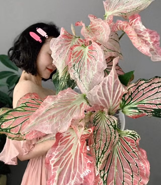 Chỉ cần một chậu cây đặt ở góc phòng, bạn đã có thể cảm nhận sự tươi mới và sức sống tràn đầy mà cây mang lại. Màu hồng dịu dàng của lá không chỉ làm đẹp không gian mà còn giúp xua tan những mệt mỏi, căng thẳng sau một ngày dài làm việc. 