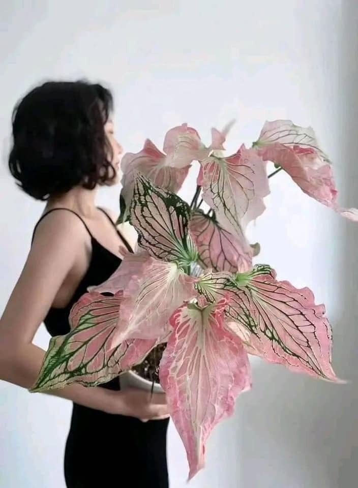  Lá hình trái tim của chúng có sự pha trộn mềm mại, giống như màu nước giữa màu hồng và trắng, mang lại sự quyến rũ và thanh bình cho bất kỳ bối cảnh nào. Cây cảnh nở hoa vào mùa xuân và mùa hè từ cụm hoa gồm một mo dài và mo giống cánh hoa bao quanh mo giống như một chiếc mũ trùm đầu. 