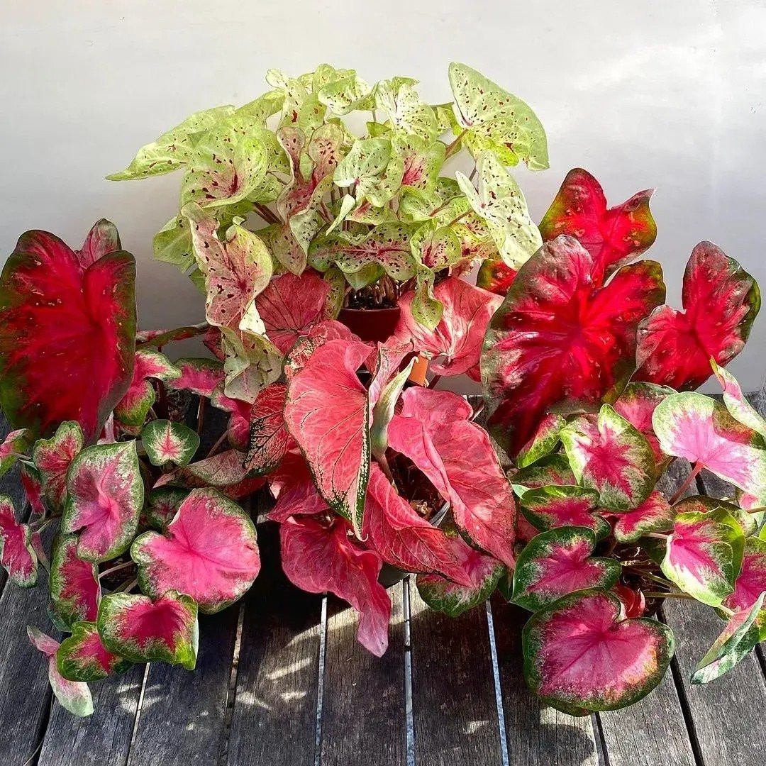 Những chiếc lá hình trái tim, xếp nếp của nó có sự pha trộn năng động giữa tông màu hồng và xanh lá cây thay đổi theo độ phơi sáng và độ trưởng thành, khiến mỗi chiếc lá thực sự độc đáo. Những cây Caladium này được yêu thích vì sự hiếm có của chúng cũng như khả năng phát triển trong điều kiện thiếu sáng. 