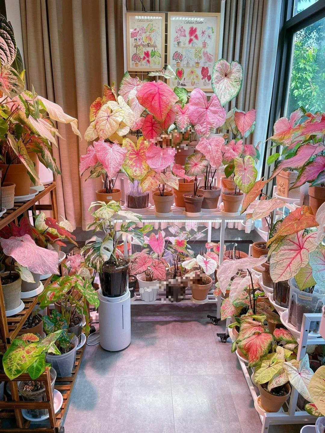 Theo phong thủy, cây cảnh này mang ý nghĩa may mắn và thịnh vượng. Màu hồng của lá biểu trưng cho tình yêu, niềm vui và sự hạnh phúc. Đặt cây trong nhà không chỉ làm đẹp không gian mà còn thu hút năng lượng tích cực, mang lại sự may mắn và thành công cho gia chủ.