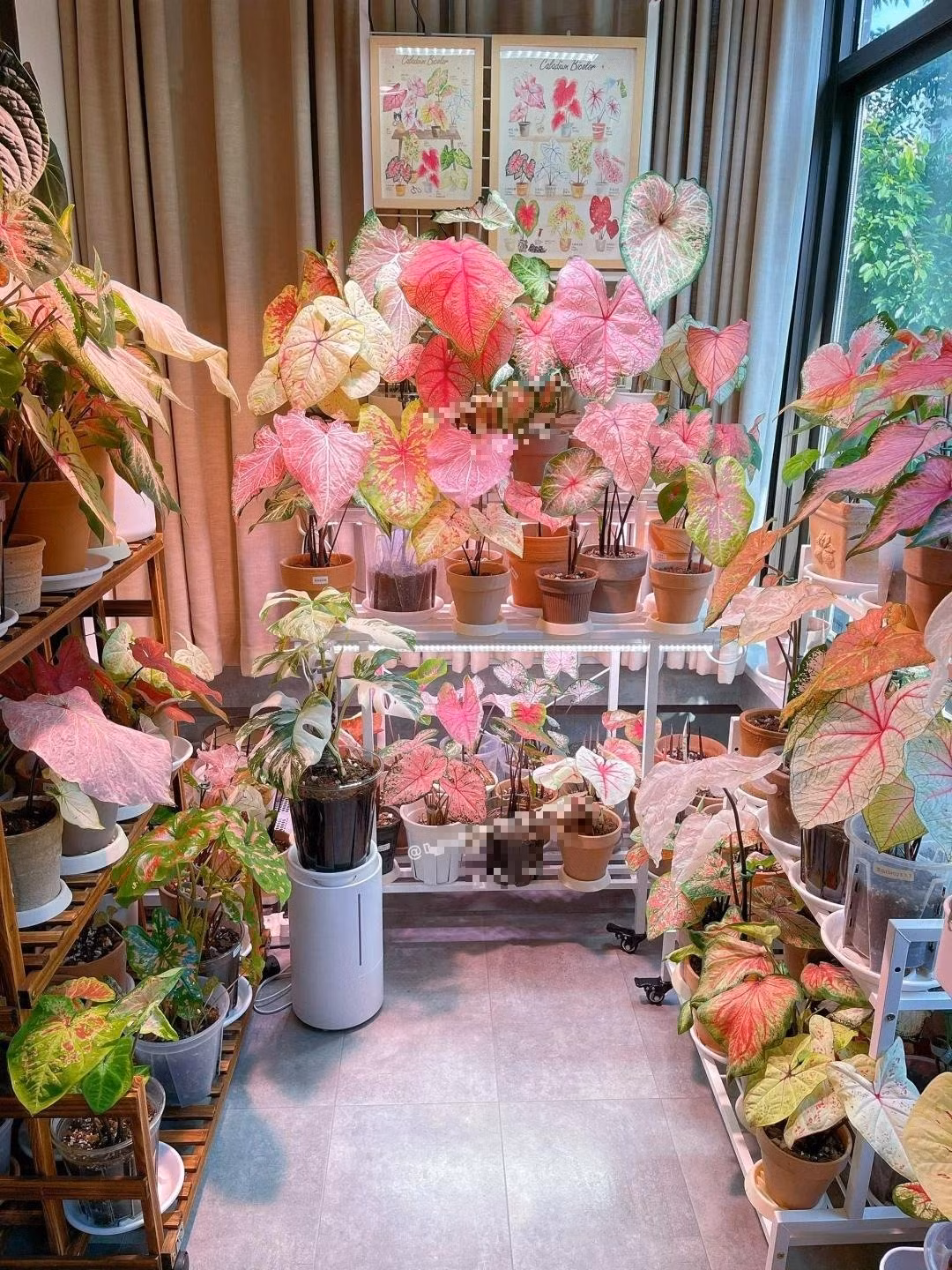 Theo phong thủy, cây cảnh này mang ý nghĩa may mắn và thịnh vượng. Màu hồng của lá biểu trưng cho tình yêu, niềm vui và sự hạnh phúc. Đặt cây trong nhà không chỉ làm đẹp không gian mà còn thu hút năng lượng tích cực, mang lại sự may mắn và thành công cho gia chủ.