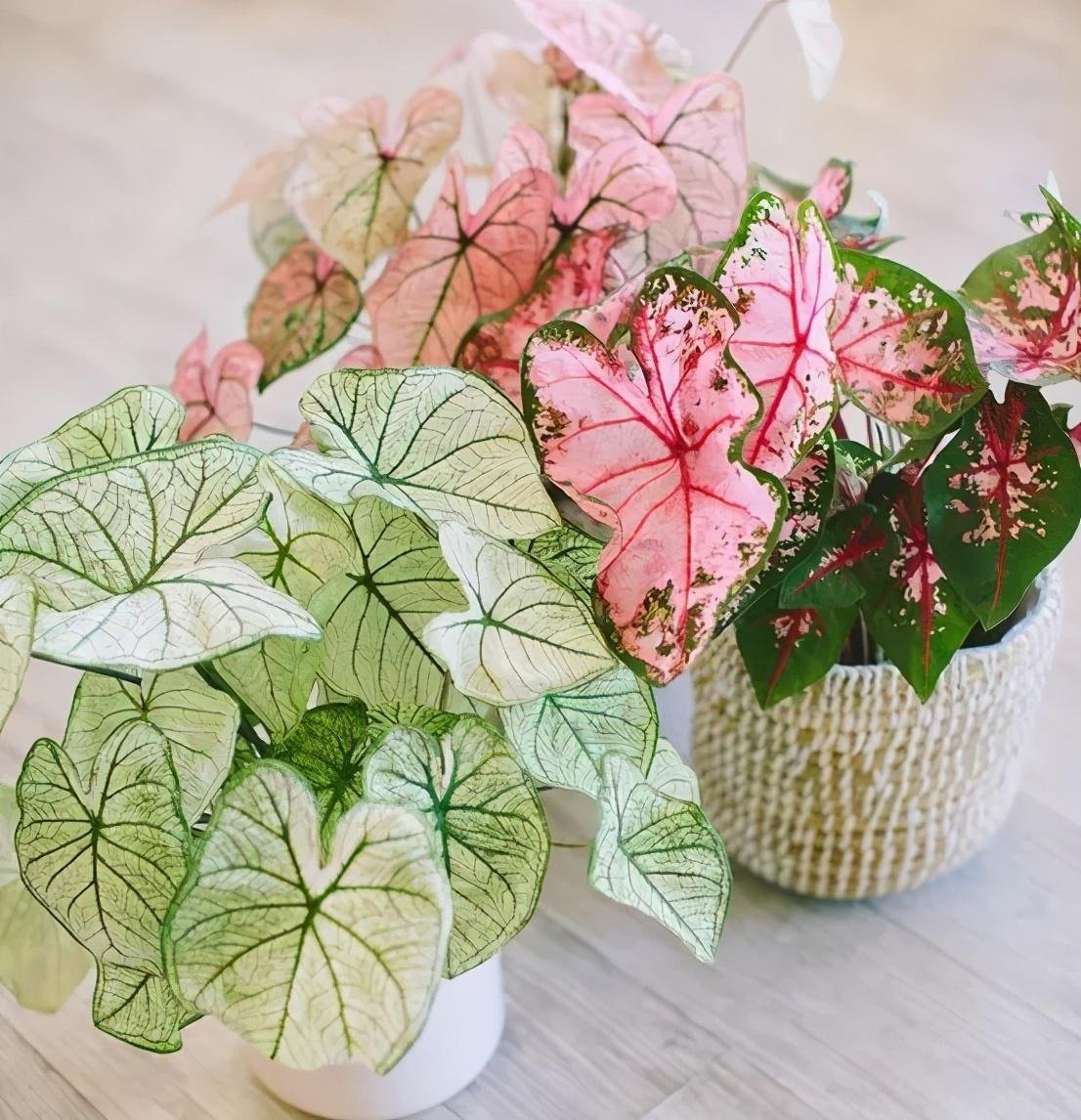 Đồng thời, cây cảnh này cũng tượng trưng cho sự theo đuổi về một cuộc sống và theo đuổi tốt đẹp hơn, tinh thần tự cá nhân hóa là biểu tượng của sức sống tích cực.