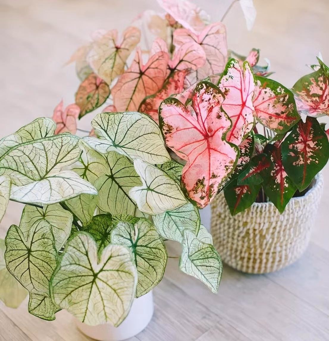 Đồng thời, cây cảnh này cũng tượng trưng cho sự theo đuổi về một cuộc sống và theo đuổi tốt đẹp hơn, tinh thần tự cá nhân hóa là biểu tượng của sức sống tích cực.