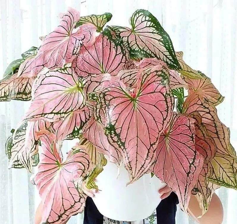  Hoa có màu xanh lá cây đến kem khi ở dạng nụ, chuyển sang màu vàng nhạt, bán bóng, đơn tính và giống hoa loa kèn. Tuy nhiên, mọi người thường cắt bỏ hoa để giữ năng lượng của cây tập trung vào những chiếc lá đậm, đầy màu sắc. 