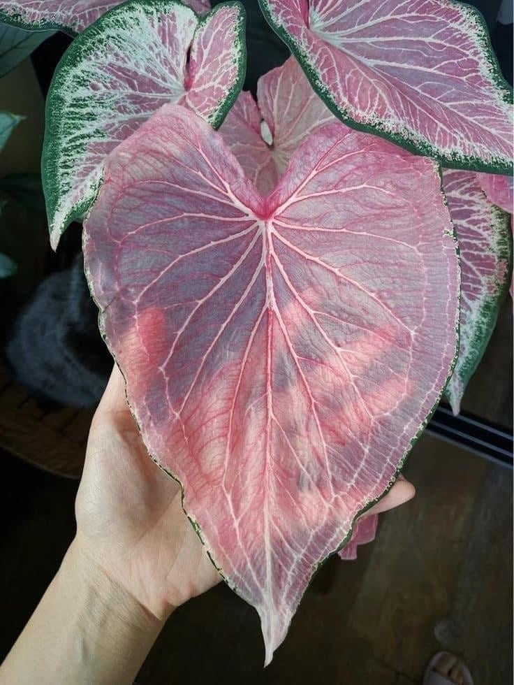 Những chiếc lá của cây Caladium Pink Symphony có màu hồng tươi sáng, thường kèm theo các đường gân màu xanh lá cây hoặc trắng, tạo nên một vẻ đẹp quyến rũ khó cưỡng.