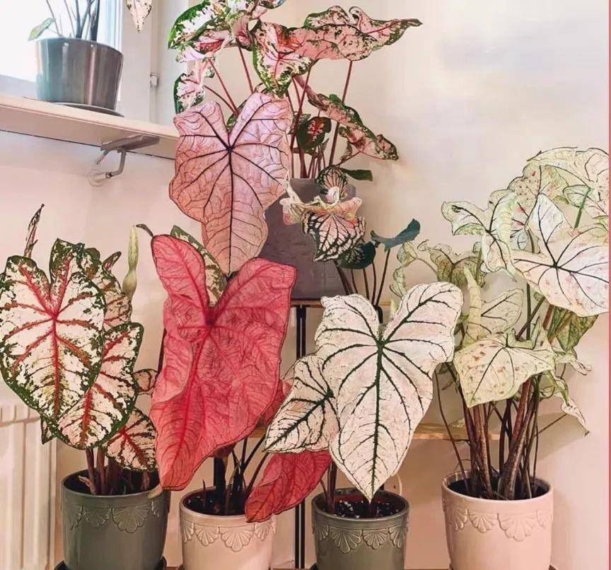 Đây là một cây môn lá màu quyến rũ, mềm mại, mỏng manh, mang đến nét sống động cho những khu vực râm mát hoặc làm bừng sáng căn phòng của bạn. Cây cao từ 25-30cm, với thói quen thực vật nhỏ gọn, mọc thành gò, đồng đều mọc từ thân rễ củ. 