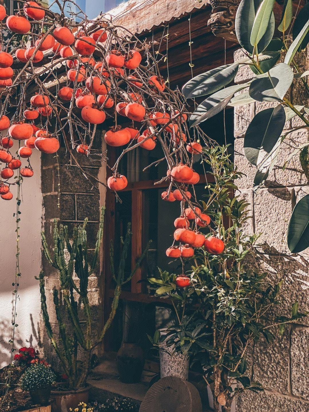 Trồng một cây hồng tại nhà mang ý nghĩa mùa màng bội thu và đem lại niềm vui sướng, tài lộc, bình an và hạnh phúc cho cả gia đình. Vì vậy, hồng cũng là loại cây mà người ta thường trồng ở sân nhà. Cần lưu ý rằng cây hồng nên được trồng ở nơi có nhiều nắng.
