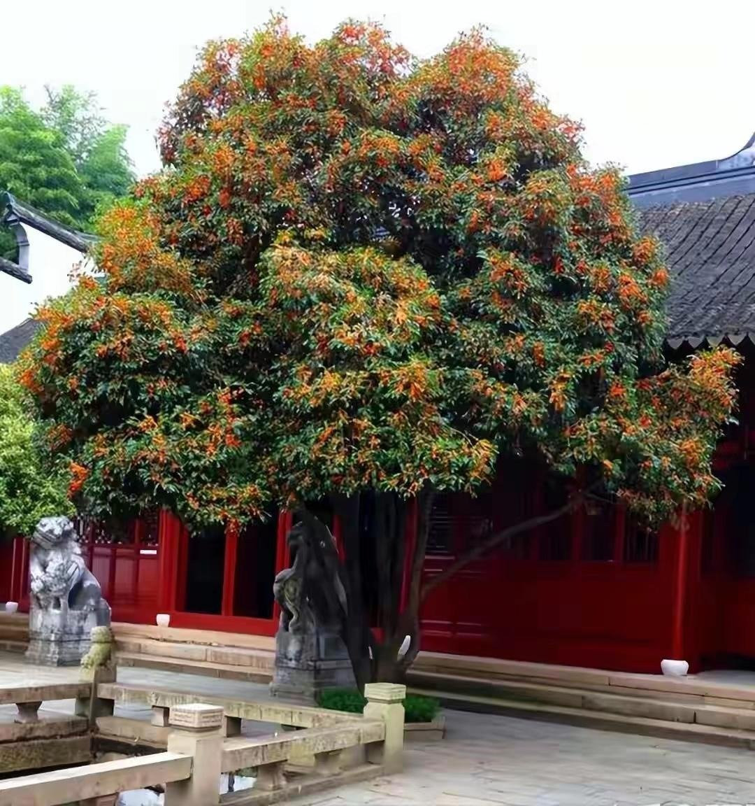 Tuy nhiên, ở nơi có khí hậu ấm áp, chúng nở hoa cả vào mùa đông. Các mùa khác trong năm đều có thể thấy hoa lấm tấm trên cành. Hoa nhỏ ẩn mình trong tán lá rậm rạp, e thẹn nhìn người qua đường.