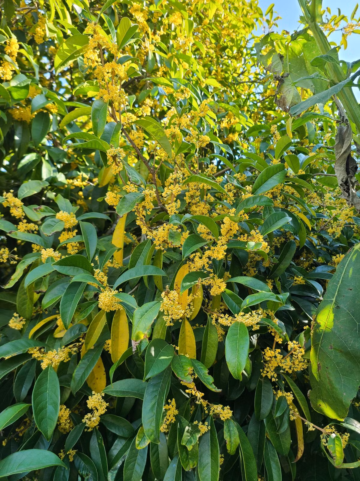 3. Cây cảnh: Mộc hương. Cây cảnh quế hương còn gọi là mộc tê, quế hoa, hoa mộc (tên tiếng Anh là Osmanthus fragrans) có hương thơm ngào ngạt, quanh năm xanh tốt. 