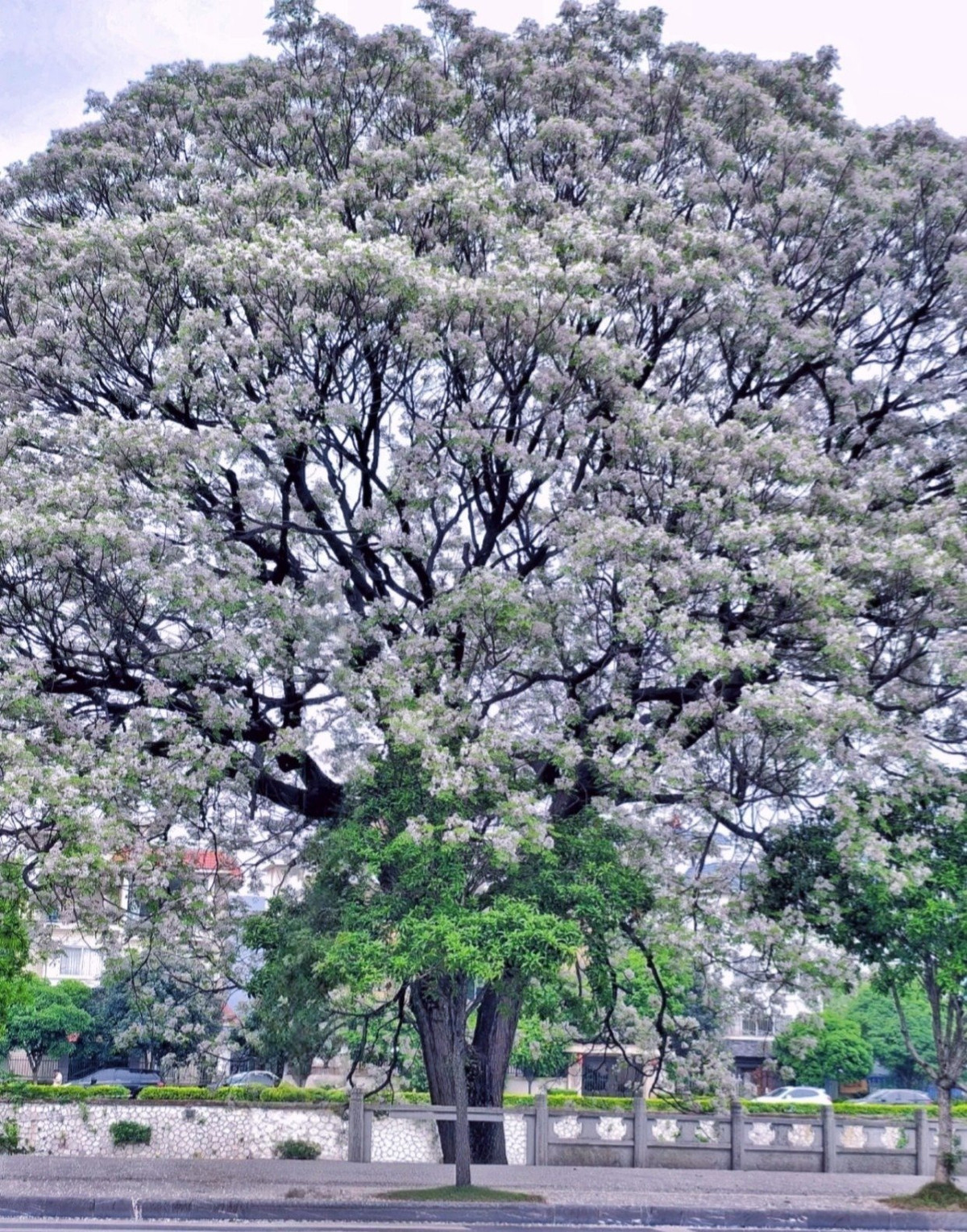 Ngôn ngữ của hoa xoan là lời hứa về tình yêu và tình yêu vĩnh cửu. Người xưa cho rằng, cây xoan là loài cây may mắn, khóa chặt vận may. Nếu gia đình có một cây xoan trước cửa, con cháu sẽ không bao giờ phải lo lắng về tiền bạc.
