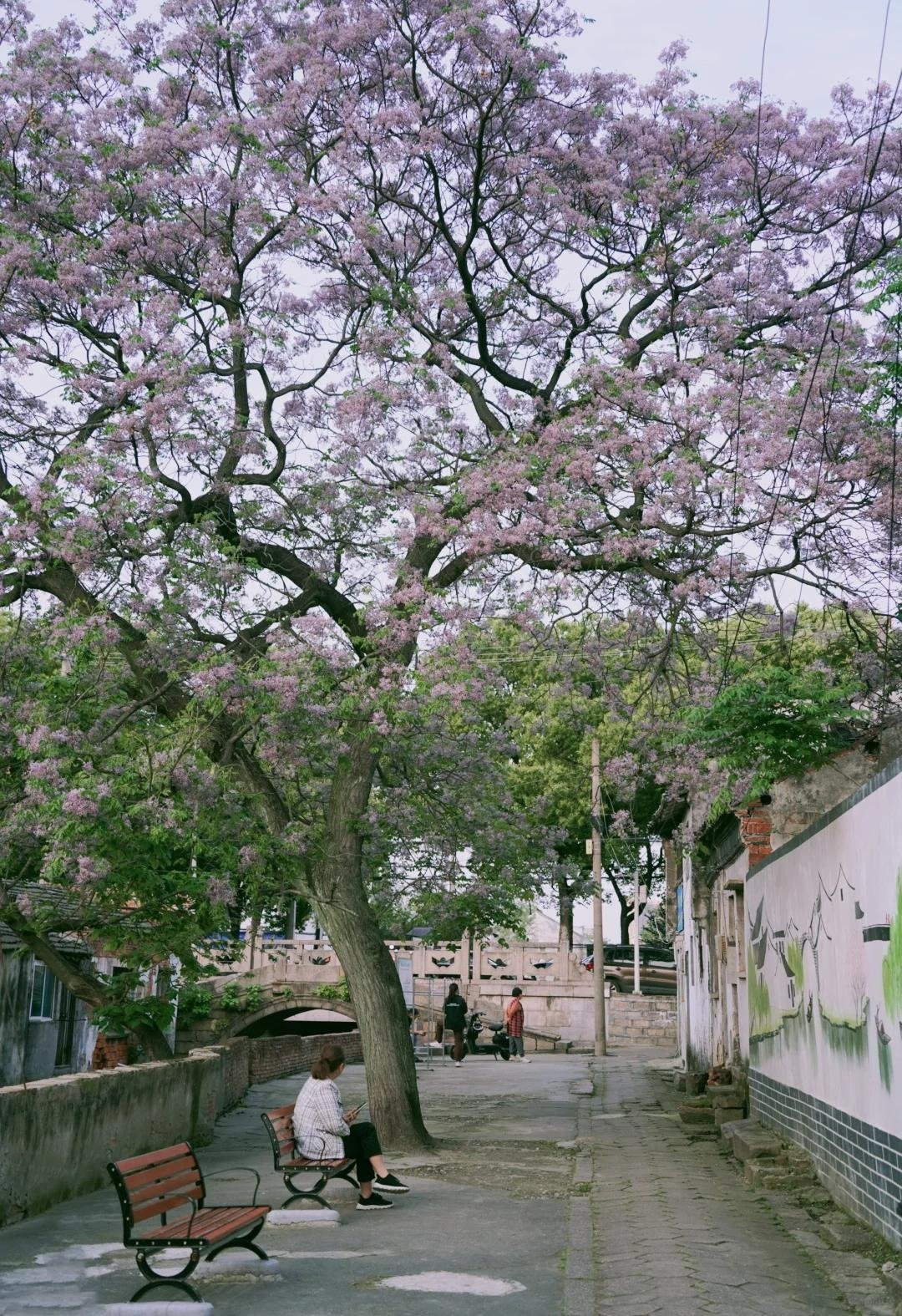 Thân cây rất cao, có thể cao tới 30 mét, vỏ cây màu nâu xám nứt dọc và có cành to rộng. Lá của cây là lá kép lông chim lẻ 2-3 lá, lá chét hình trứng hoặc hình mác, mép lá có răng cưa tù.