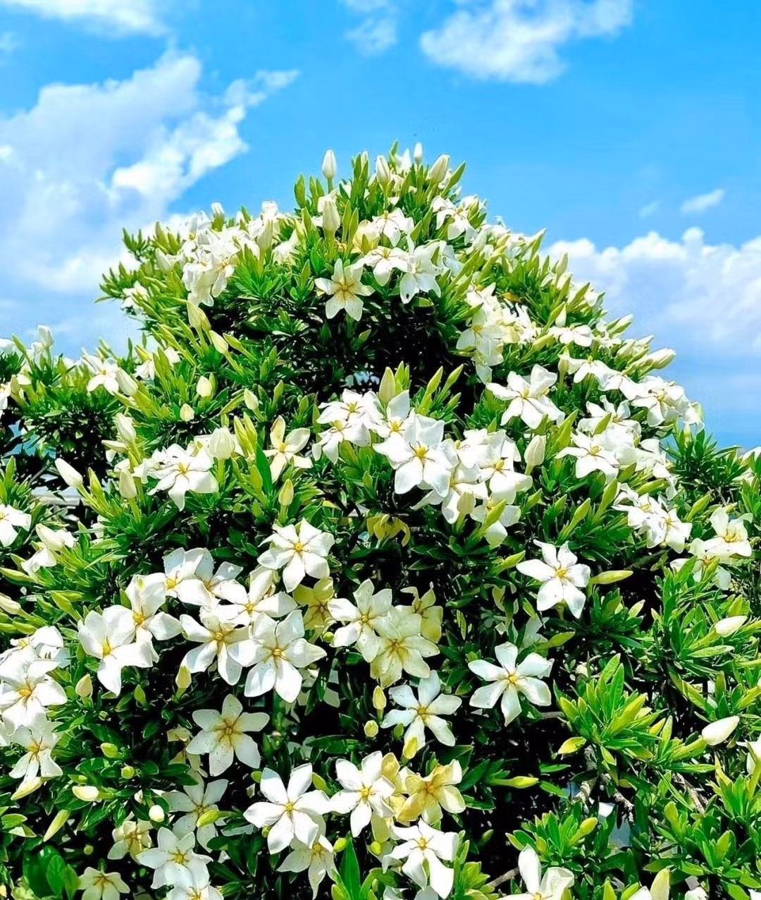  Đặc biệt là hoa dành dành cánh kép, những bông hoa thanh nhã và đẹp đẽ, nở giữa những chiếc lá xanh bóng như da thuộc, có mùi thơm quyến rũ và đẹp một cách lạ thường.