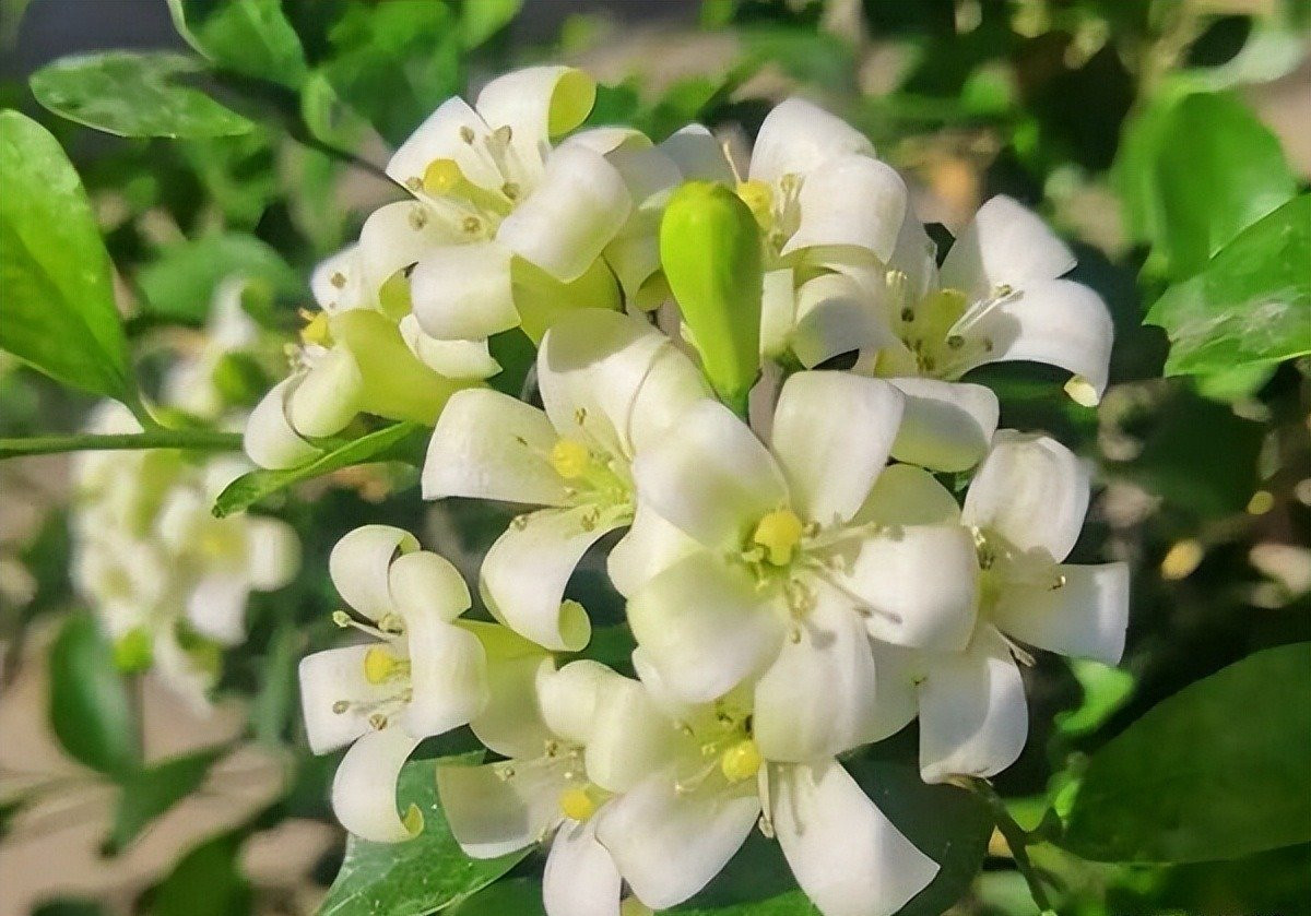  Có thể nói đây là một trong những loại cây có hương thơm nồng nhất. Thời gian ra hoa cũng đặc biệt dài. Ở các vùng ấm áp, hoa có thể nở từ đầu mùa hè đến đầu mùa đông.