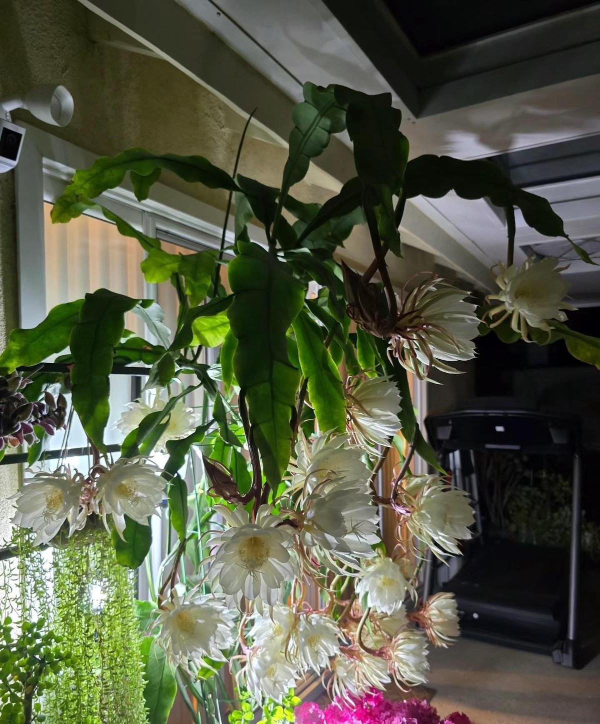 4. Cây Dạ quỳnh. Mùa hè cũng là thời kỳ ra hoa đỉnh điểm của cây cảnh dạ quỳnh, loài hoa này nở vào buổi tối hoặc ban đêm và được mệnh danh là "Người đẹp dưới trăng". 