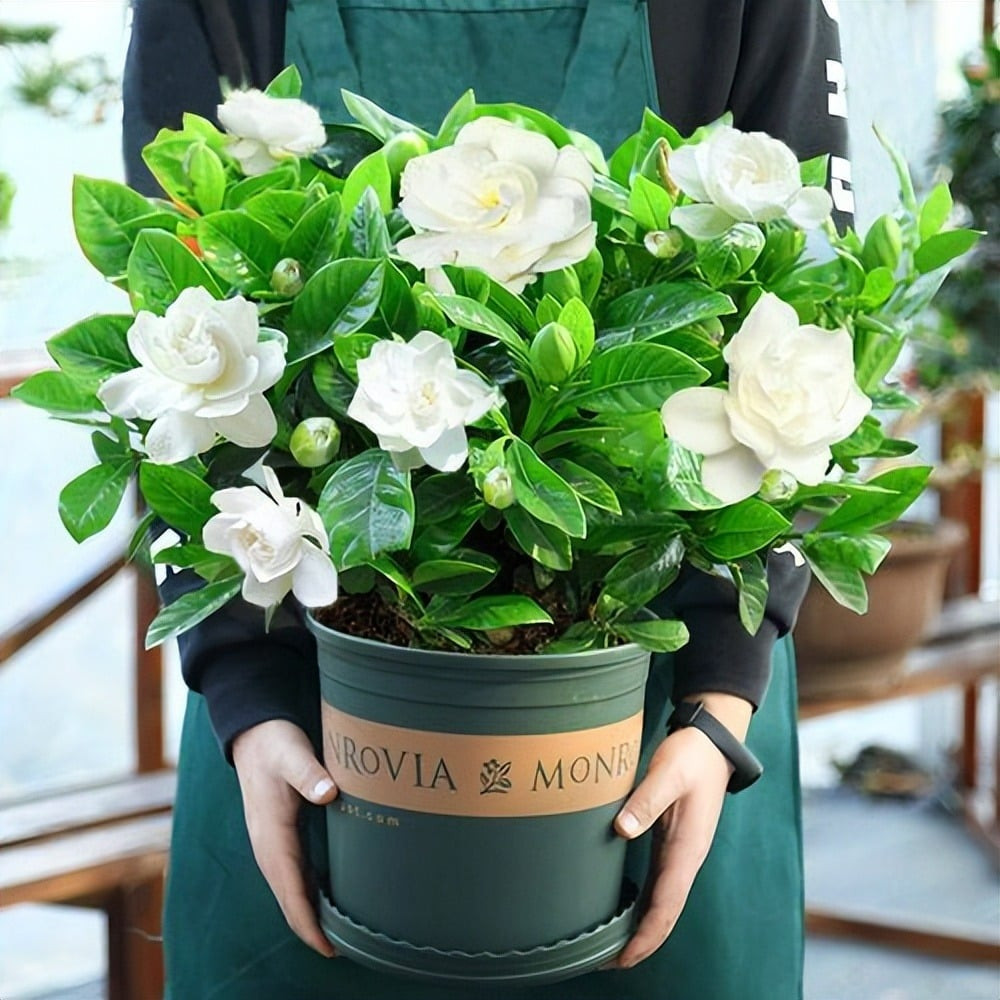 . Cây Dành dành. Hoa dành dành có cành và lá xanh, hoa màu trắng tinh khiết, hương thơm thanh tao và nồng nàn, còn được gọi là "hoa nước hoa" nổi tiếng. 