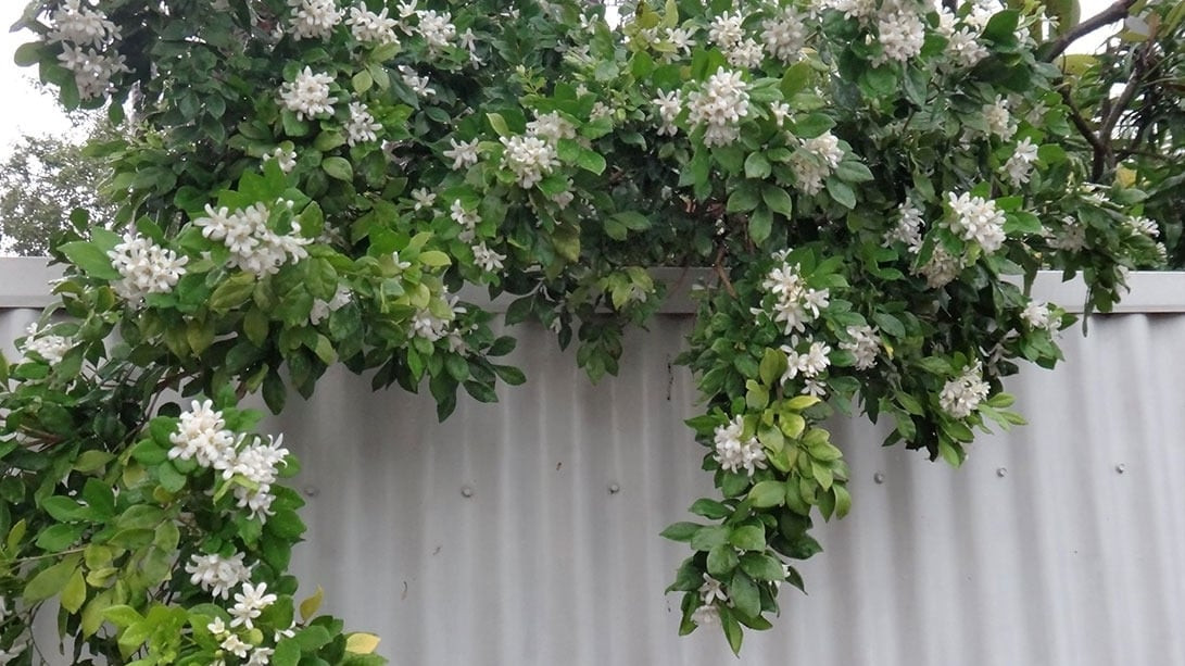 Nguyệt quế có hệ thống rễ phát triển tốt và phát triển nhanh. Nhiệt độ sinh trưởng thích hợp nhất là 20-32 độ. Cây cảnh này không có yêu cầu cao về đất, nhưng tốt nhất là trộn nó với đất thịt pha cát giàu mùn và đất vườn dành cho cây trồng trong chậu để tạo thành đất thoát nước tốt. 