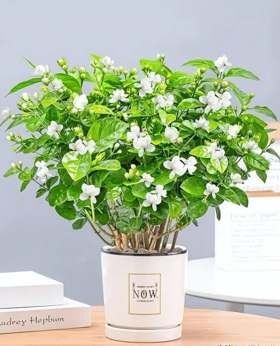 7 cay canh uop huong, no hoa thom nhat mua he-Hinh-4