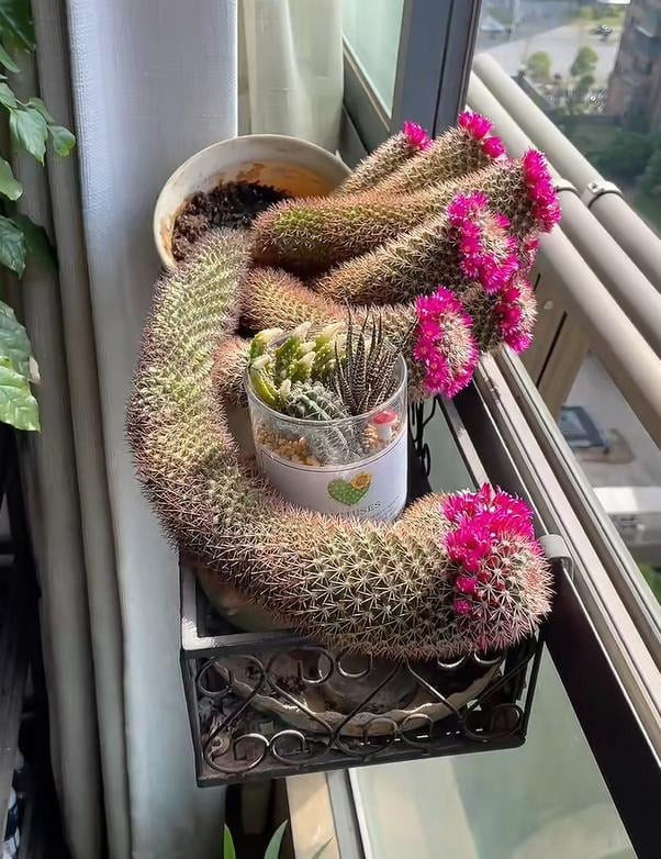 Cây cảnh có khả năng chịu hạn nhưng lại sợ ngập úng. Tưới nước quá nhiều có thể dễ dẫn đến thối rễ. Nói chung, mùa xuân và mùa thu là mùa sinh trưởng tốt nhất của xương rồng và bạn có thể tưới nước cho chúng sau mỗi 10 đến 15 ngày;