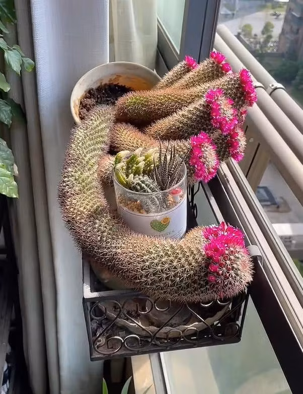  Cây cảnh có khả năng chịu hạn nhưng lại sợ ngập úng. Tưới nước quá nhiều có thể dễ dẫn đến thối rễ. Nói chung, mùa xuân và mùa thu là mùa sinh trưởng tốt nhất của xương rồng và bạn có thể tưới nước cho chúng sau mỗi 10 đến 15 ngày; 