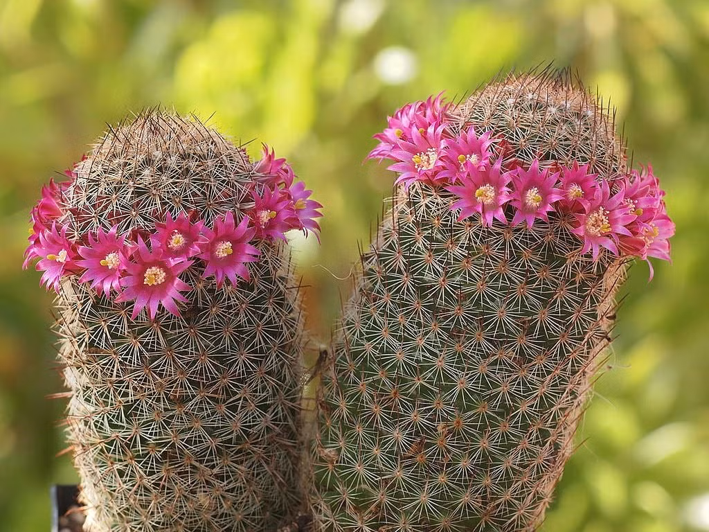  Bạn có thể đặt cây xương rồng ở nơi có nhiều nắng trong nhà, chẳng hạn như ban công hướng Nam, bệ cửa sổ.... Và thường xuyên xoay chậu hoa để đảm bảo cây cảnh nhận được ánh sáng đều.