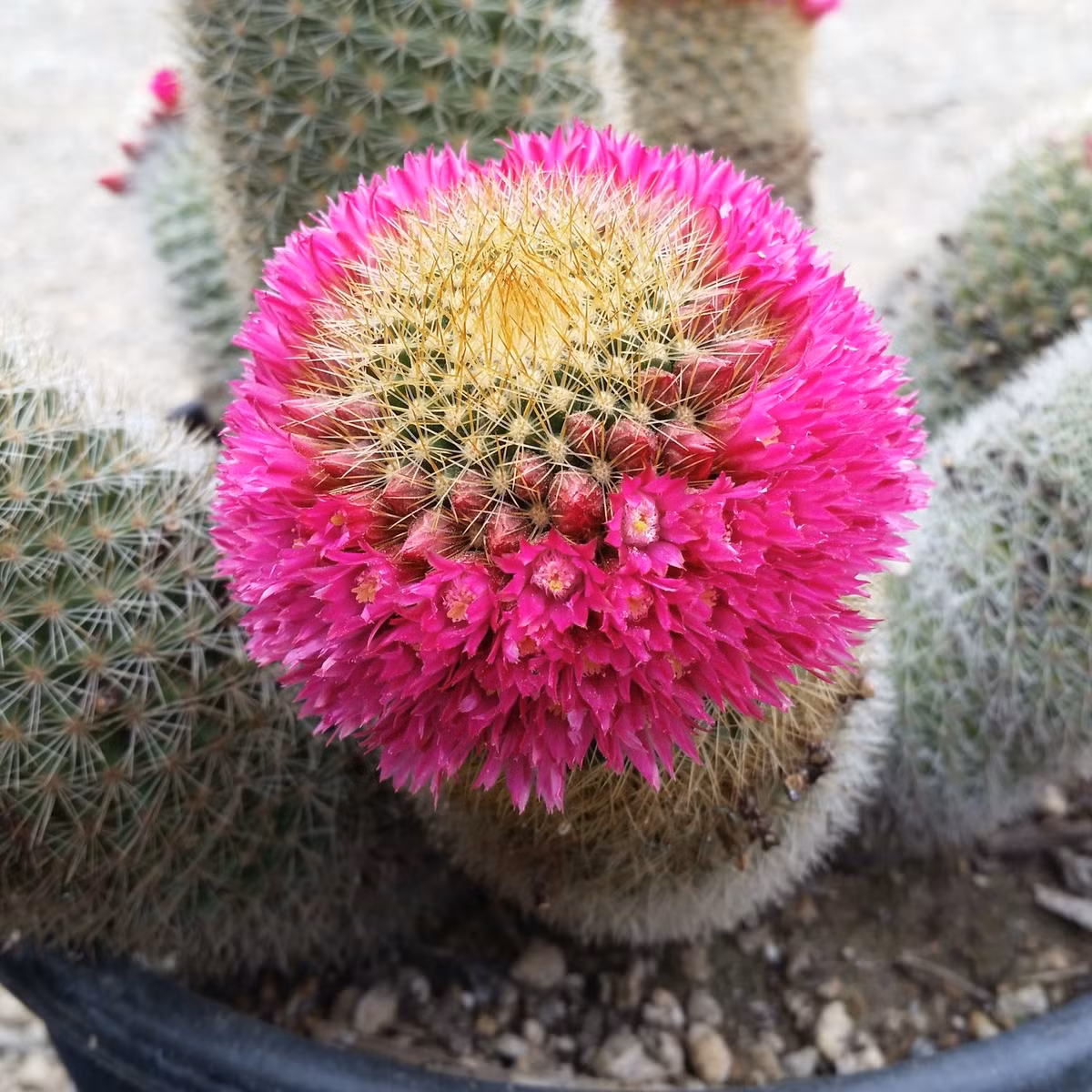  Vòng hoa dày từ 2 đến 3 hoa và thường chỉ cách đầu cành 2,5-5cm. Hoa có hình phễu và dài tới 1,2 cm. Quả có hình chùy, màu đỏ với ánh xanh lục và chứa hạt màu nâu nhạt. Chúng có thể dài tới 1,2 cm.